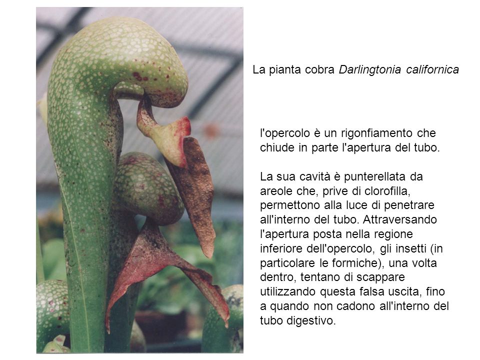 La pianta cobra Darlingtonia californica
