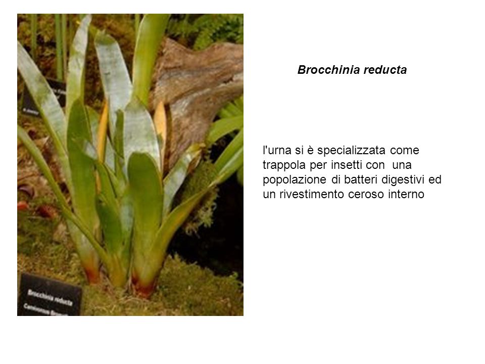 Brocchinia reducta l urna si è specializzata come trappola per insetti con una popolazione di batteri digestivi ed un rivestimento ceroso interno.