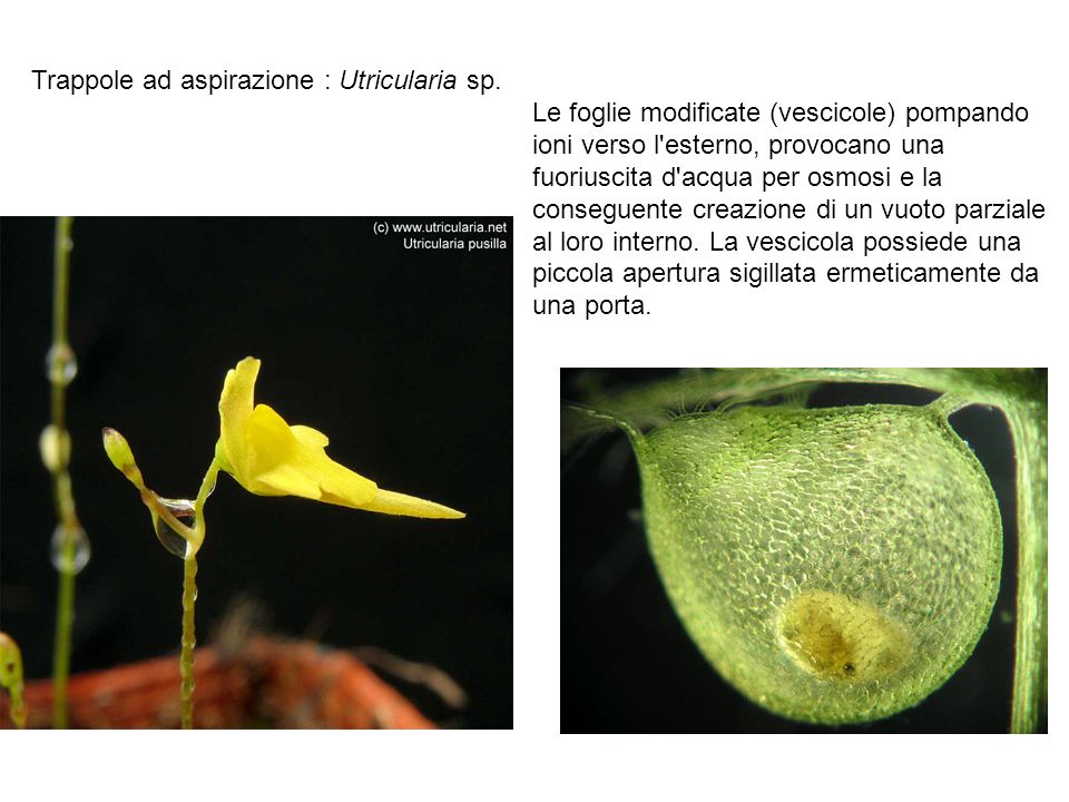 Trappole ad aspirazione : Utricularia sp.