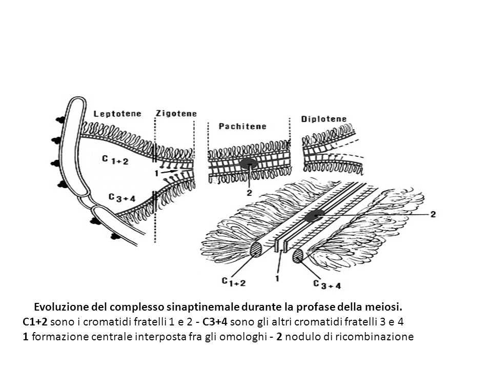 Evoluzione del complesso sinaptinemale durante la profase della meiosi