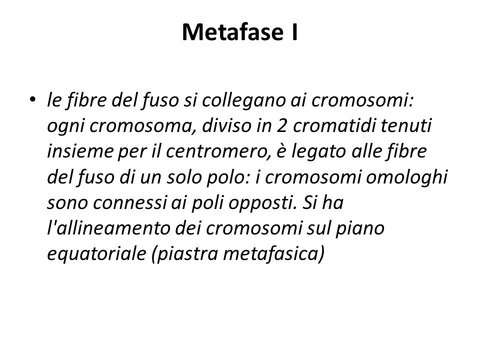 Metafase I