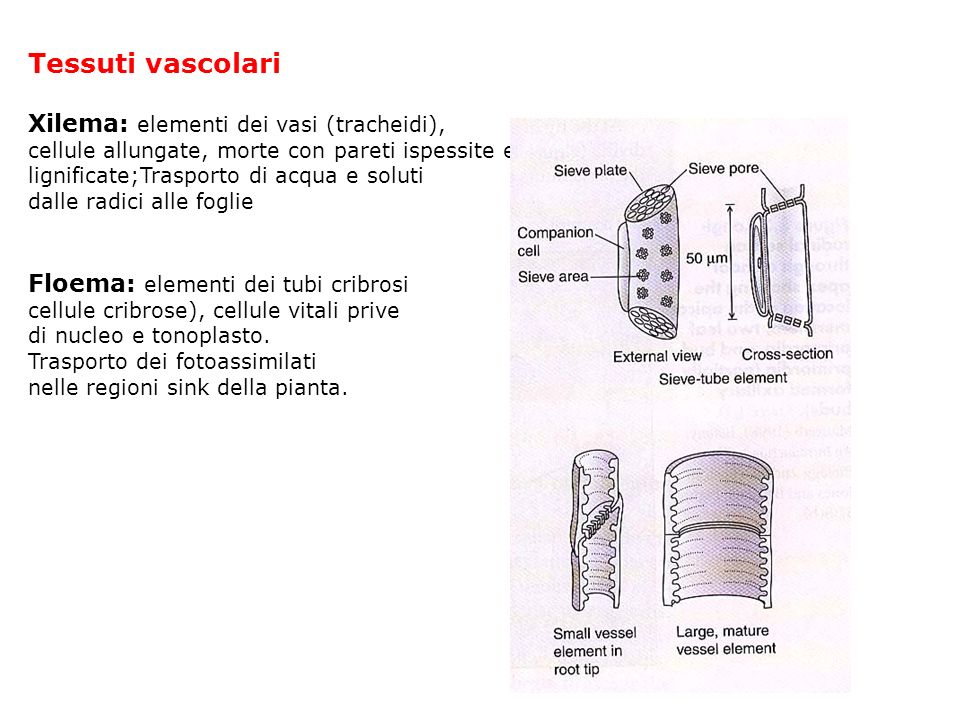 Tessuti vascolari Xilema: elementi dei vasi (tracheidi),