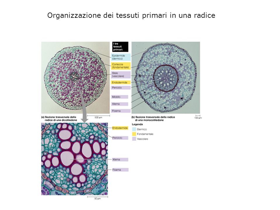 Organizzazione dei tessuti primari in una radice