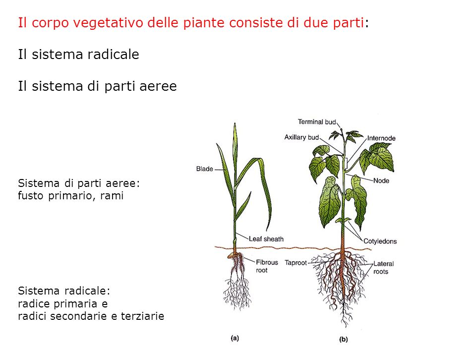 Il corpo vegetativo delle piante consiste di due parti: