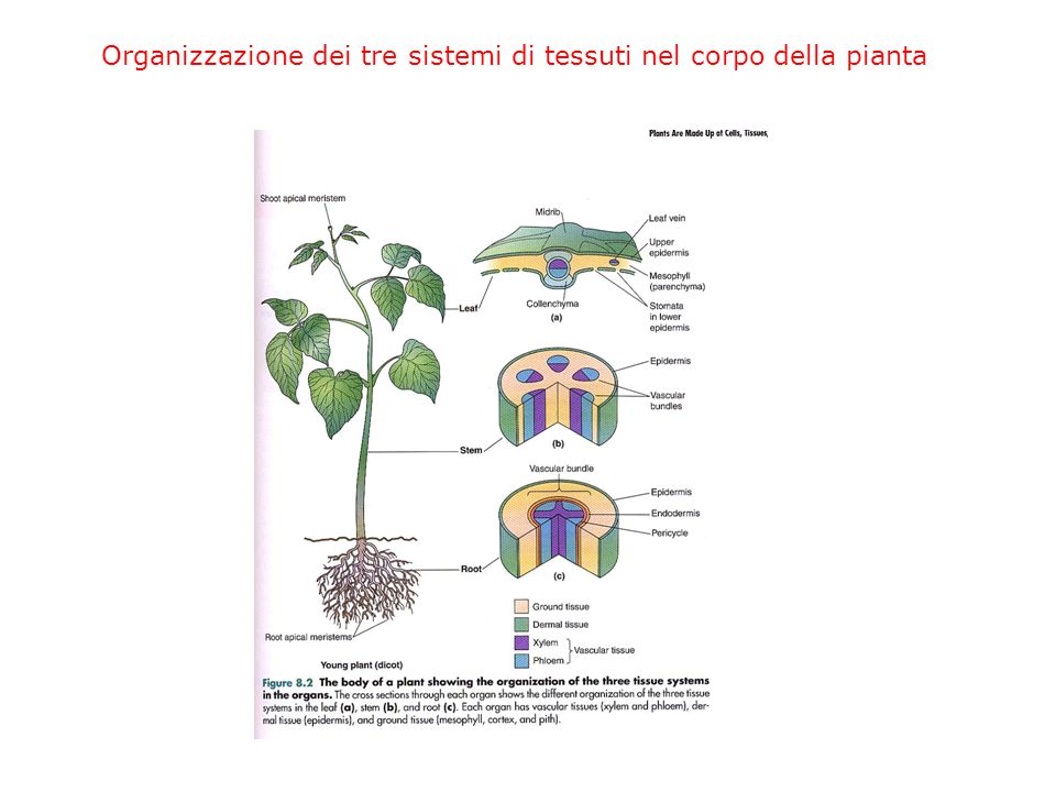 Organizzazione dei tre sistemi di tessuti nel corpo della pianta