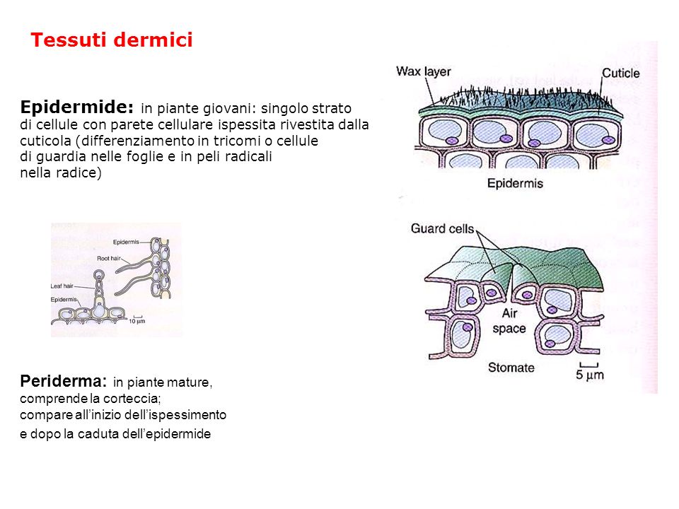 Tessuti dermici Epidermide: in piante giovani: singolo strato