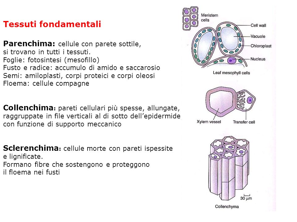Tessuti fondamentali Parenchima: cellule con parete sottile,