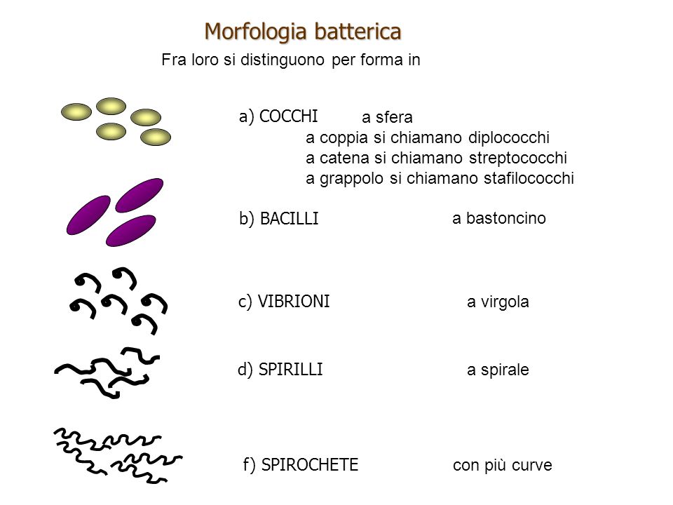 Morfologia batterica Fra loro si distinguono per forma in a) COCCHI