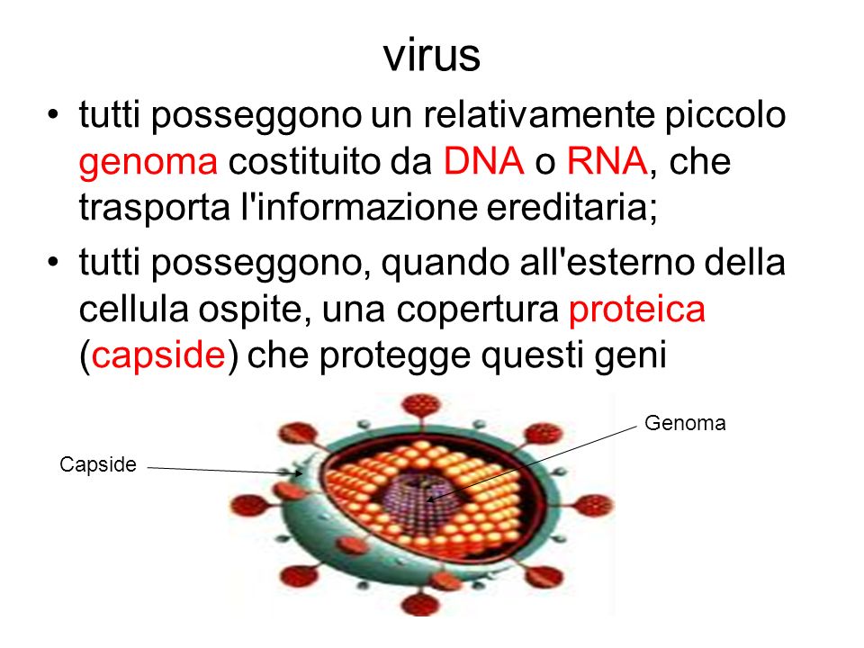 virus tutti posseggono un relativamente piccolo genoma costituito da DNA o RNA, che trasporta l informazione ereditaria;