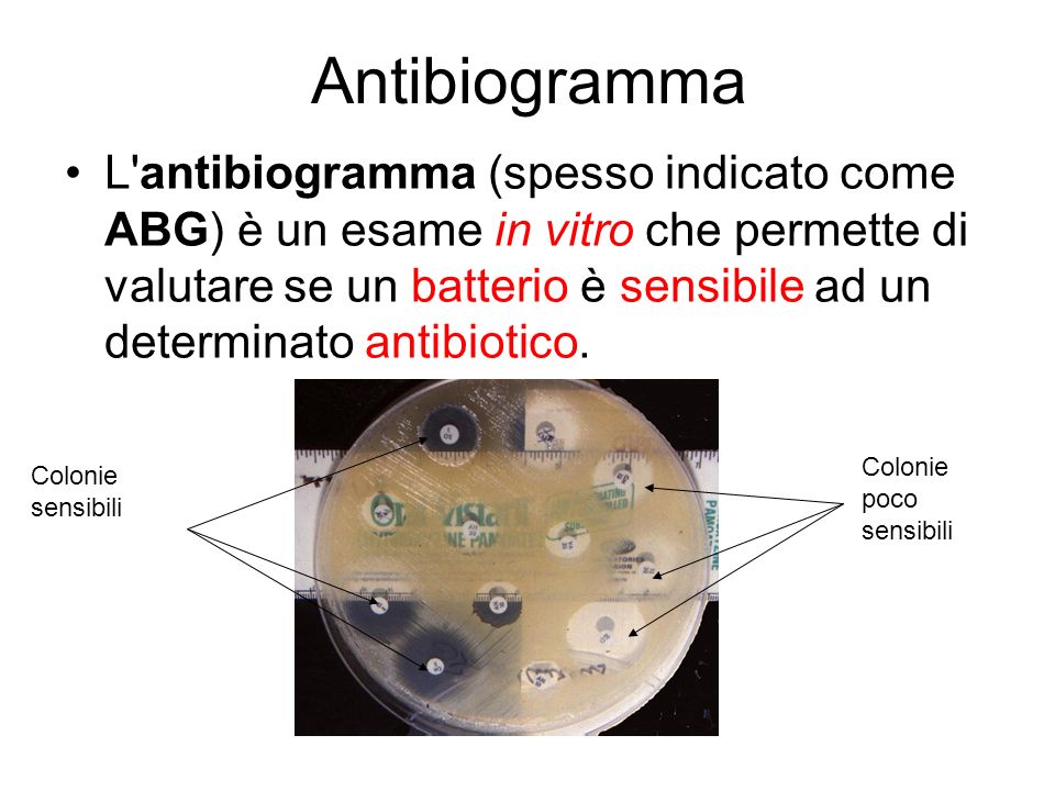 Antibiogramma