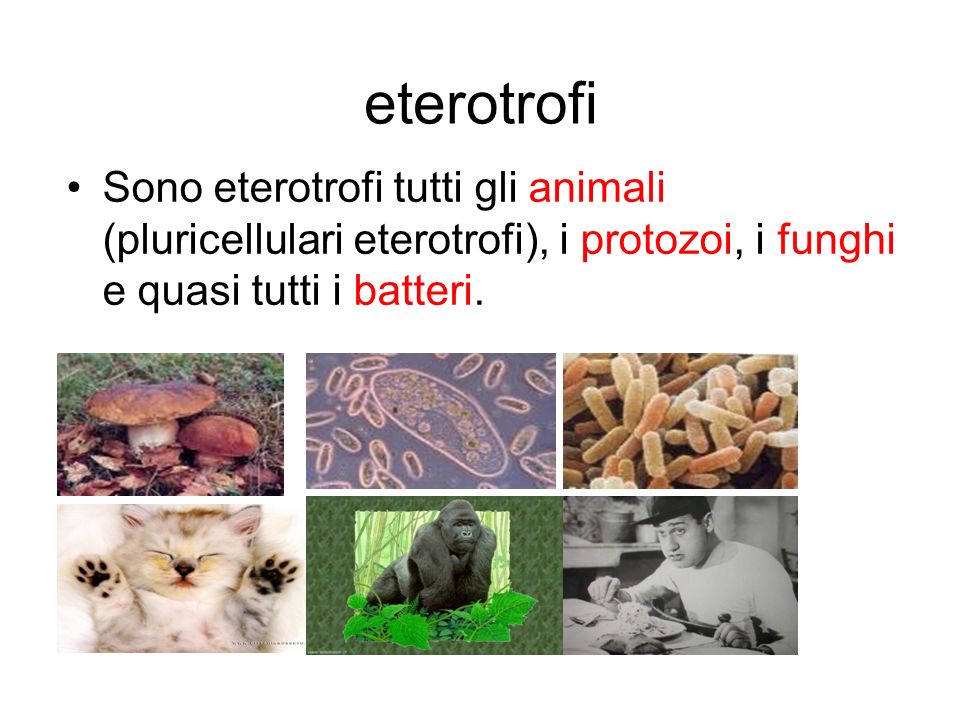 eterotrofi Sono eterotrofi tutti gli animali (pluricellulari eterotrofi), i protozoi, i funghi e quasi tutti i batteri.