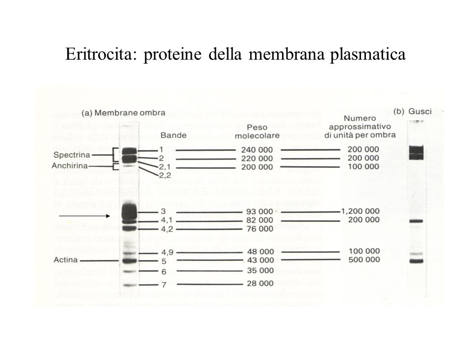 Eritrocita: proteine della membrana plasmatica