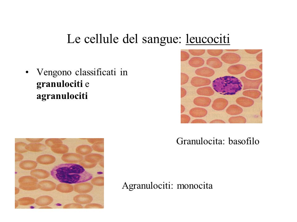 Le cellule del sangue: leucociti