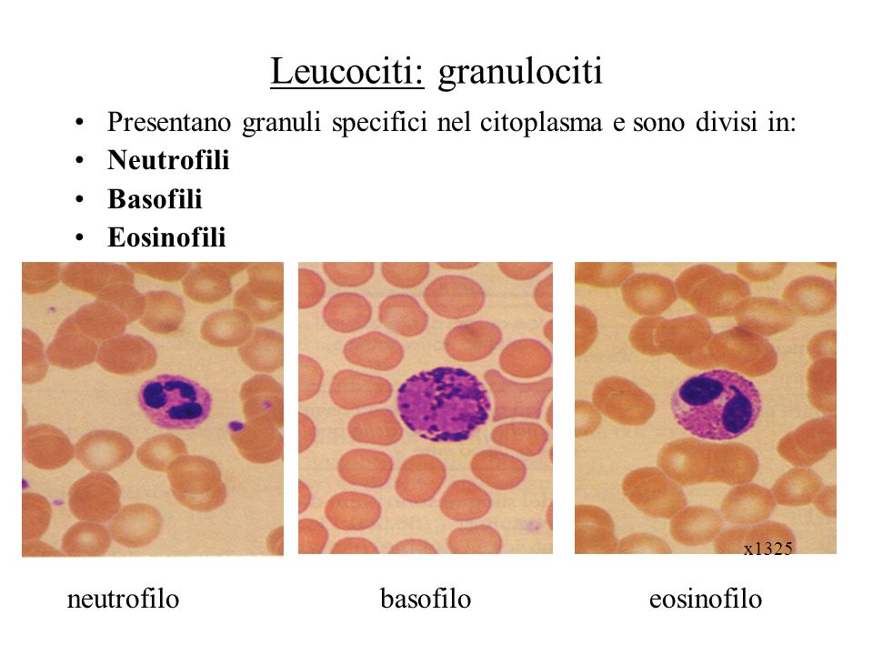 Leucociti: granulociti