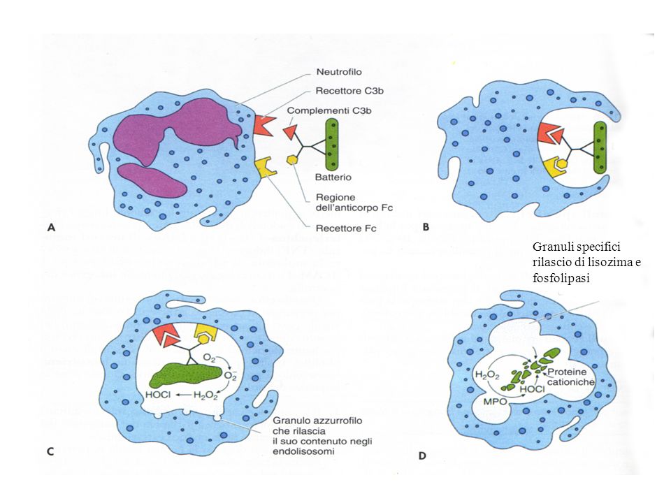 Granuli specifici rilascio di lisozima e fosfolipasi