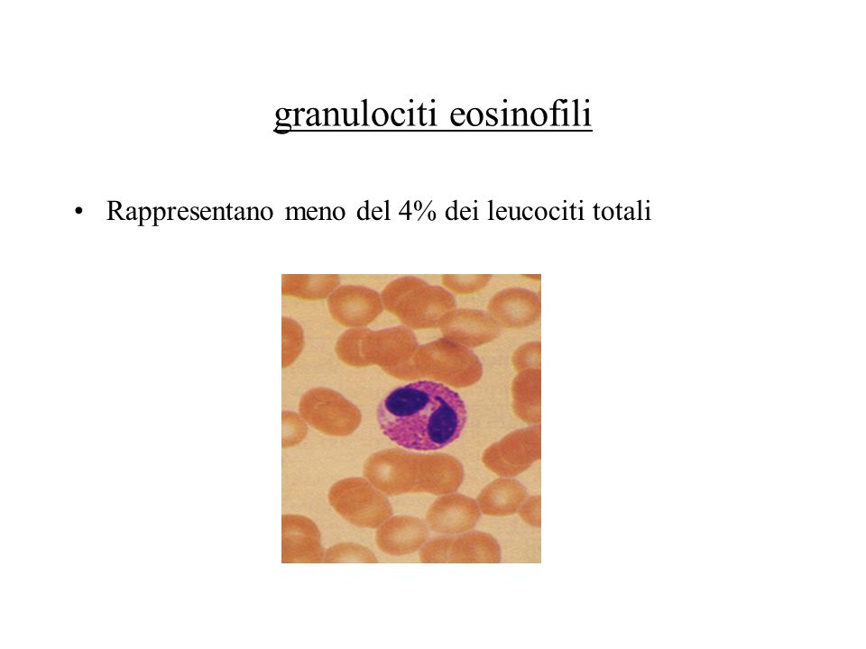 granulociti eosinofili