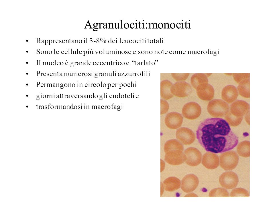 Agranulociti:monociti