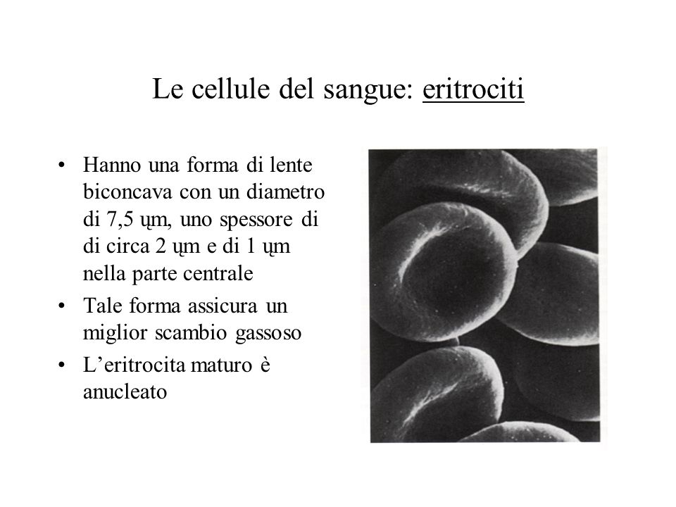 Le cellule del sangue: eritrociti