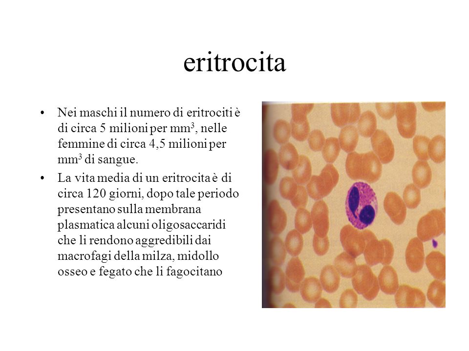 eritrocita Nei maschi il numero di eritrociti è di circa 5 milioni per mm3, nelle femmine di circa 4,5 milioni per mm3 di sangue.