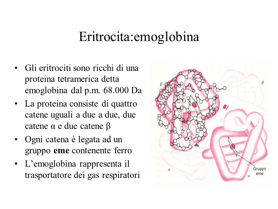 Eritrocita:emoglobina