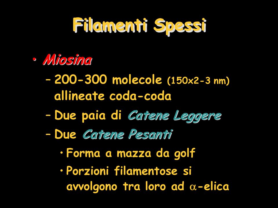 Filamenti Spessi Miosina