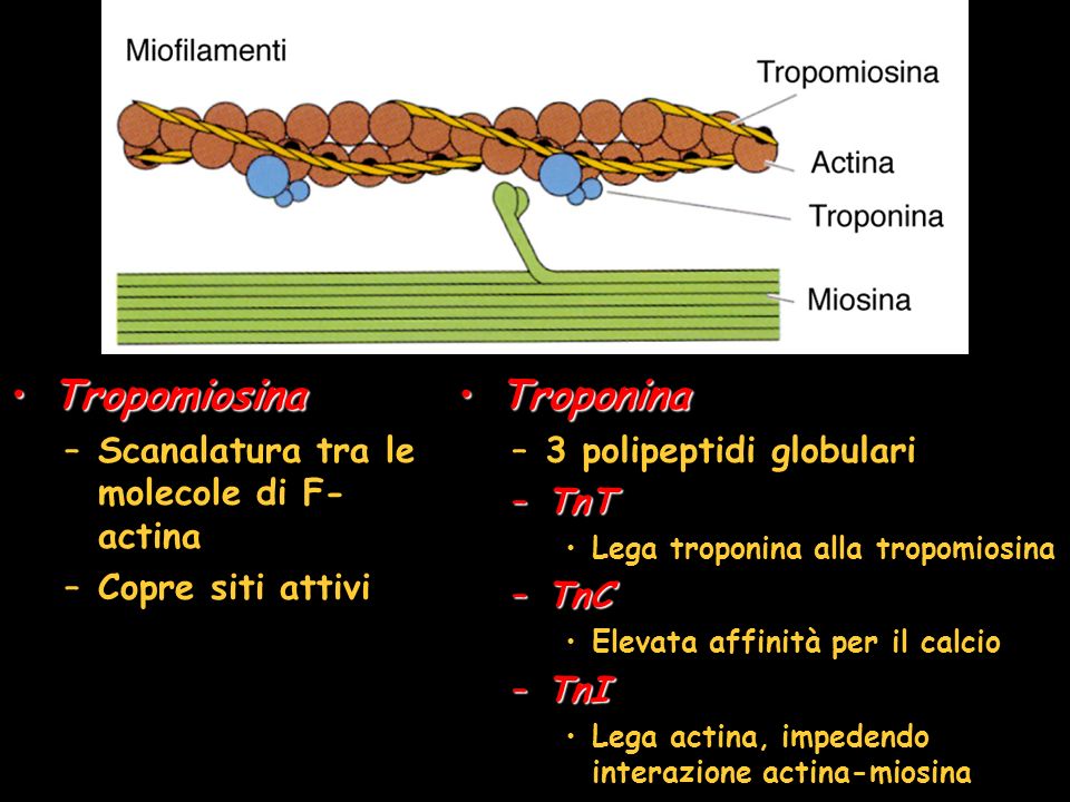 Tropomiosina Troponina Scanalatura tra le molecole di F-actina