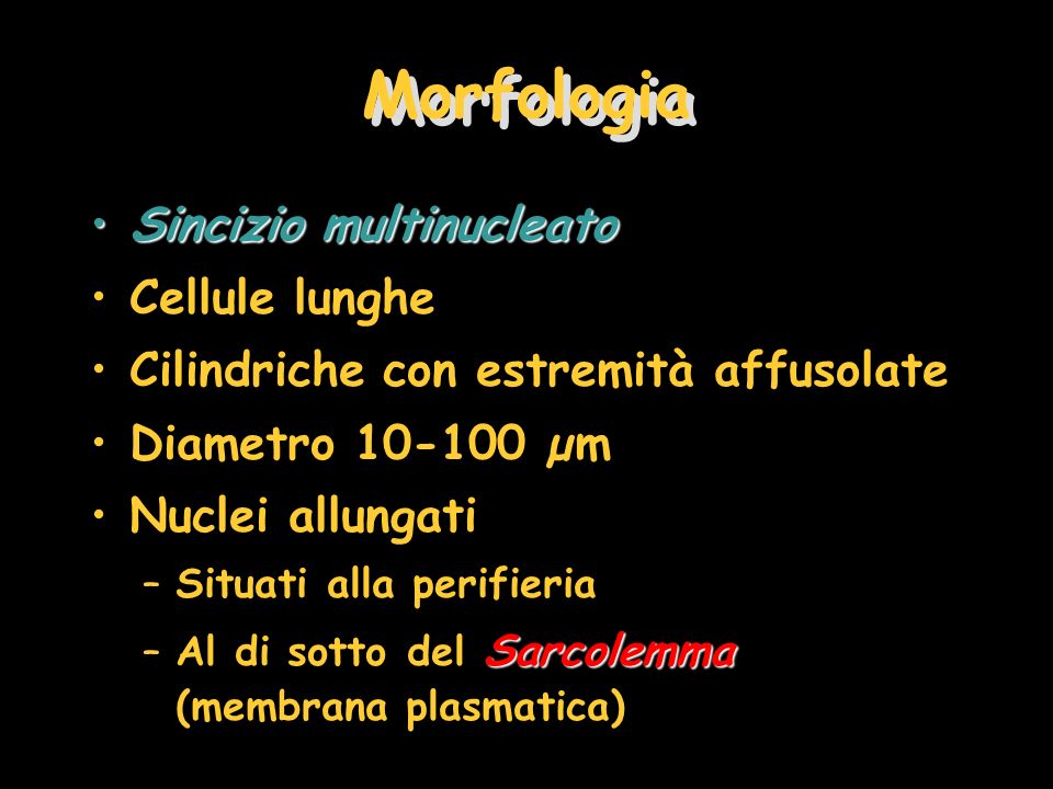 Morfologia Sincizio multinucleato Cellule lunghe