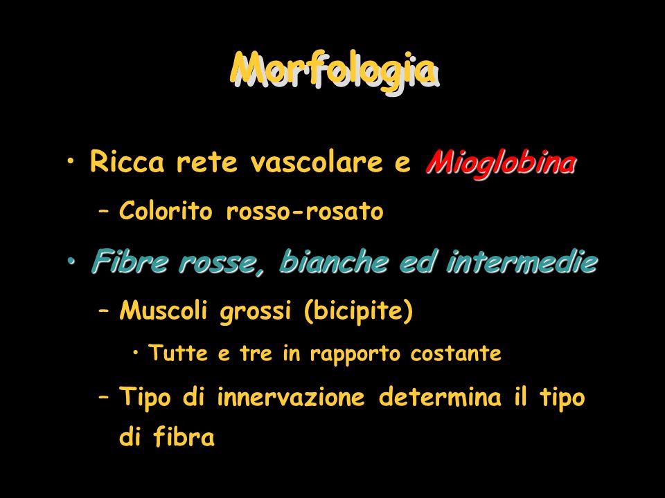 Morfologia Ricca rete vascolare e Mioglobina
