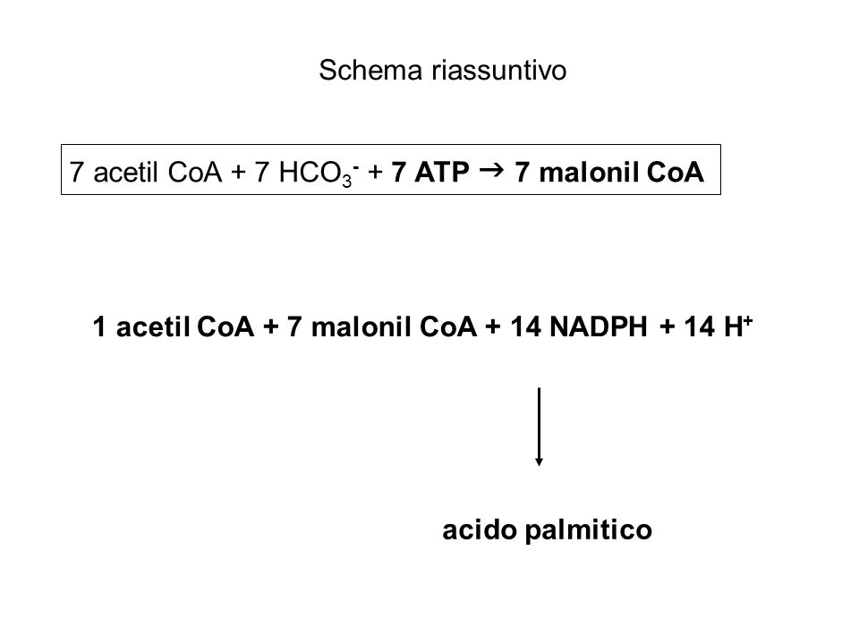 Schema riassuntivo 7 acetil CoA + 7 HCO ATP  7 malonil CoA. 1 acetil CoA + 7 malonil CoA + 14 NADPH + 14 H+