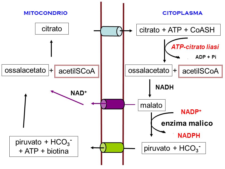 piruvato + HCO3- + ATP + biotina