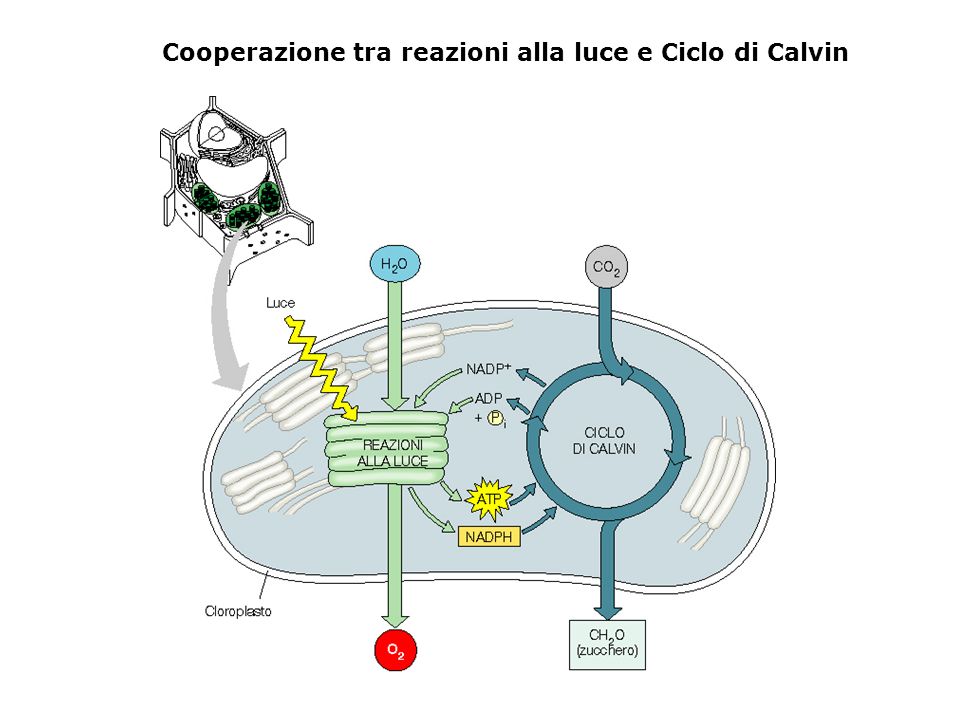Cooperazione tra reazioni alla luce e Ciclo di Calvin