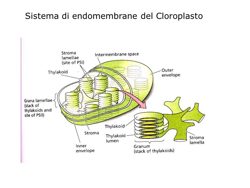 Sistema di endomembrane del Cloroplasto