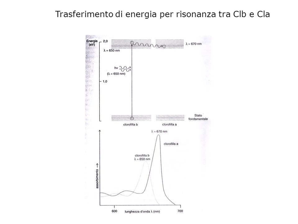 Trasferimento di energia per risonanza tra Clb e Cla