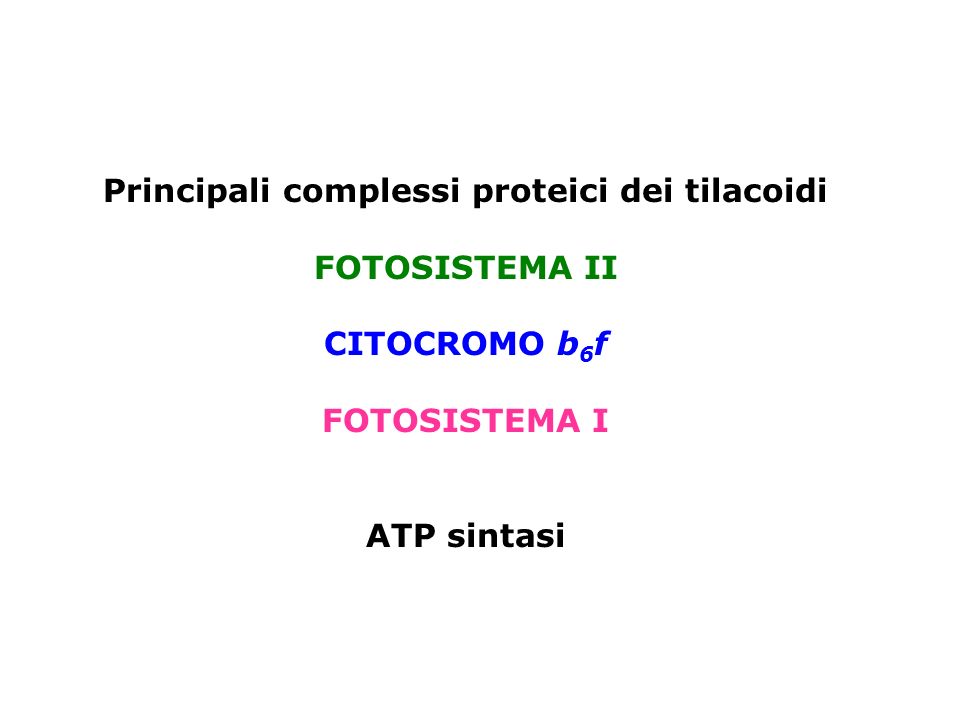 Principali complessi proteici dei tilacoidi