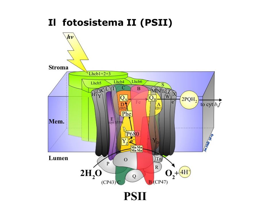 Il fotosistema II (PSII)