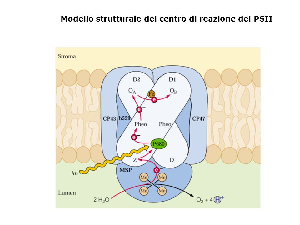 Modello strutturale del centro di reazione del PSII