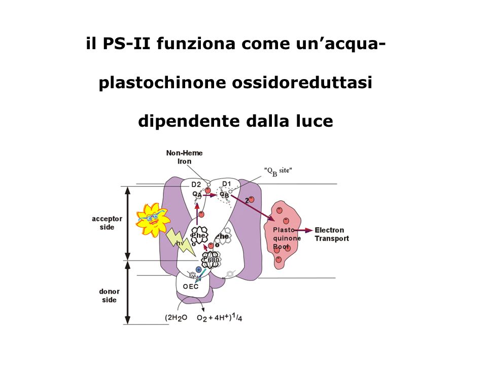 il PS-II funziona come un’acqua- plastochinone ossidoreduttasi