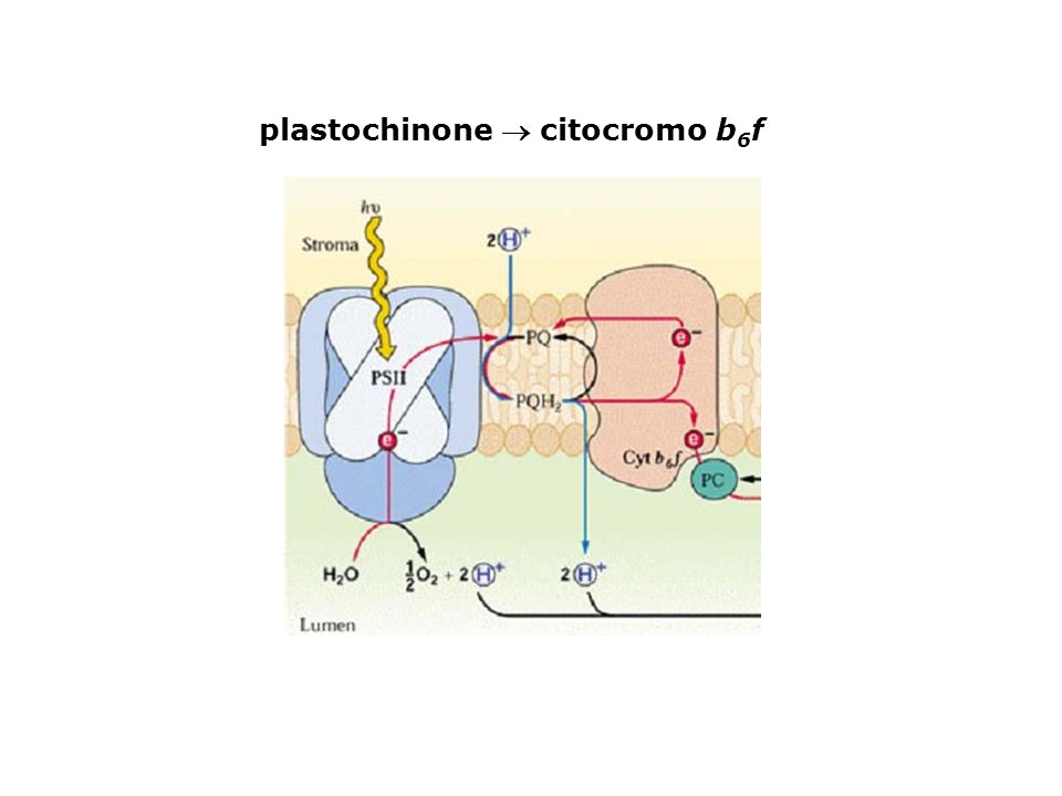 plastochinone  citocromo b6f