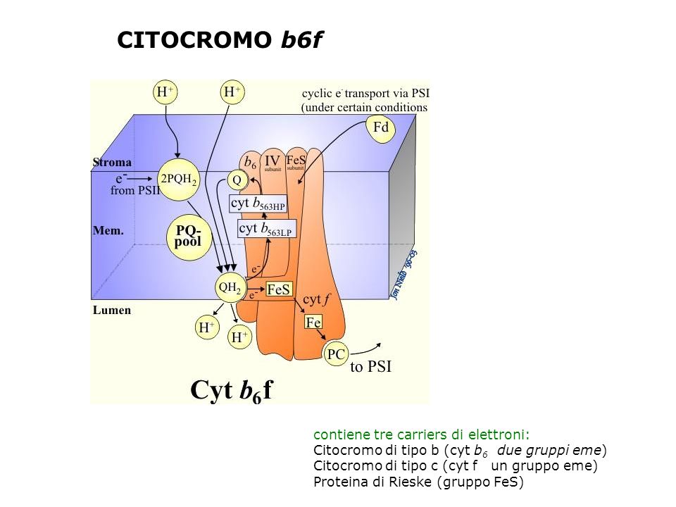 CITOCROMO b6f contiene tre carriers di elettroni:
