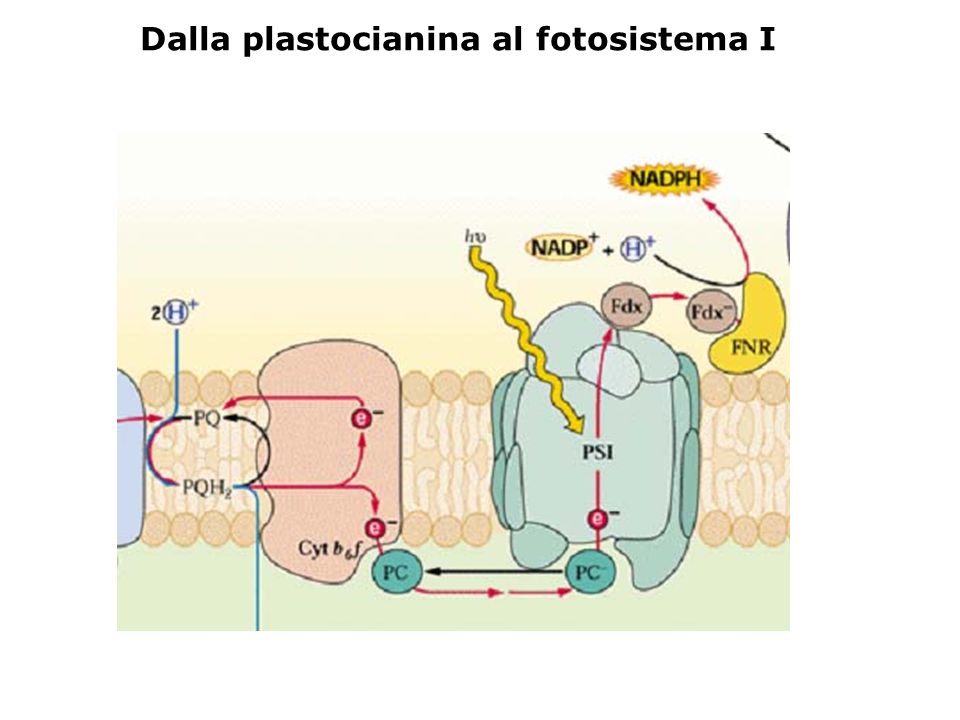 Dalla plastocianina al fotosistema I