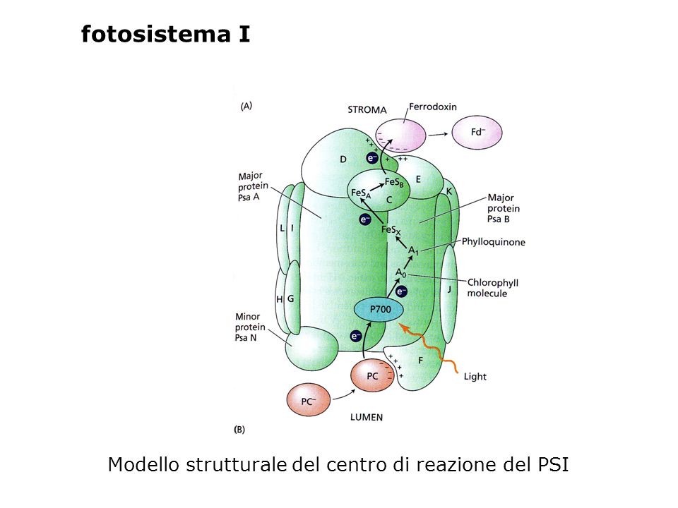 fotosistema I Modello strutturale del centro di reazione del PSI