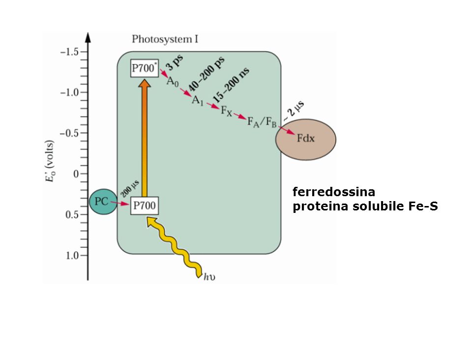 ferredossina proteina solubile Fe-S