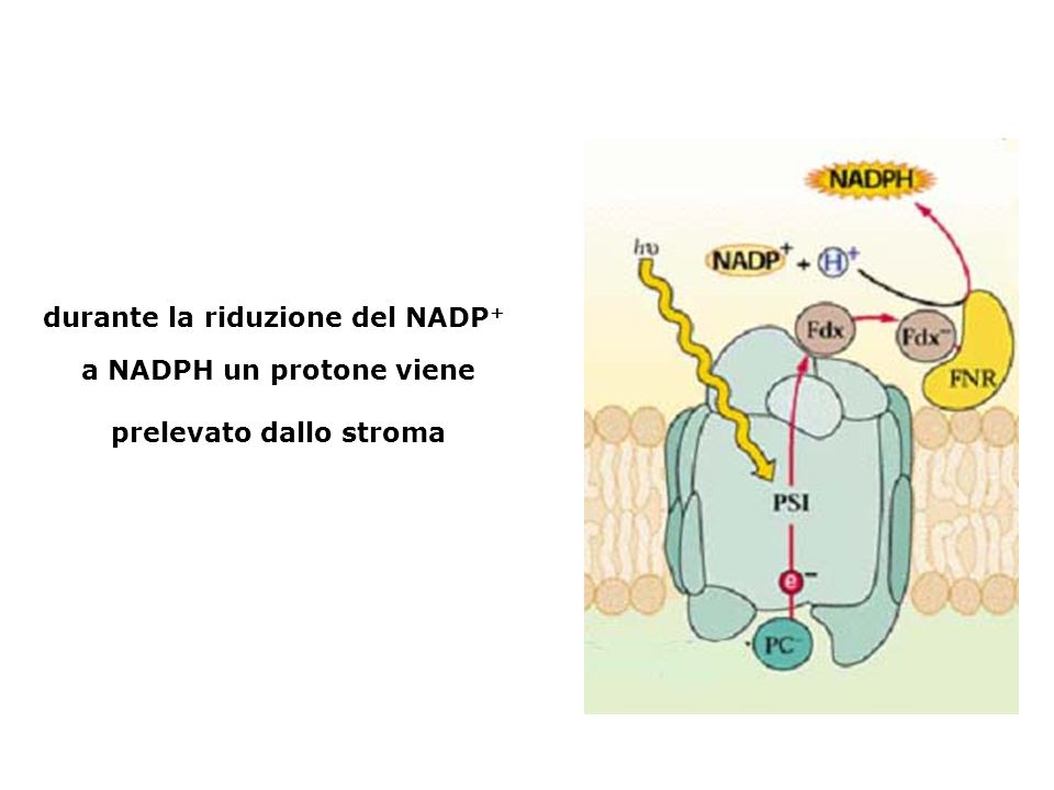durante la riduzione del NADP+ a NADPH un protone viene