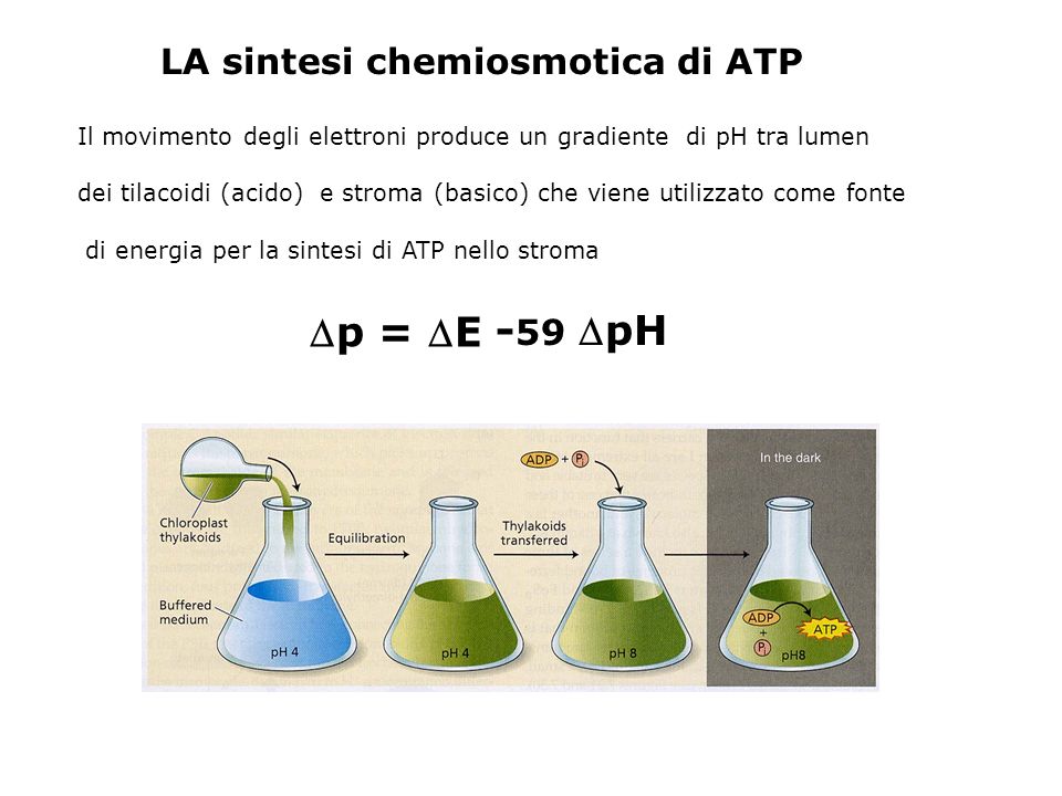 p = E -59 pH LA sintesi chemiosmotica di ATP