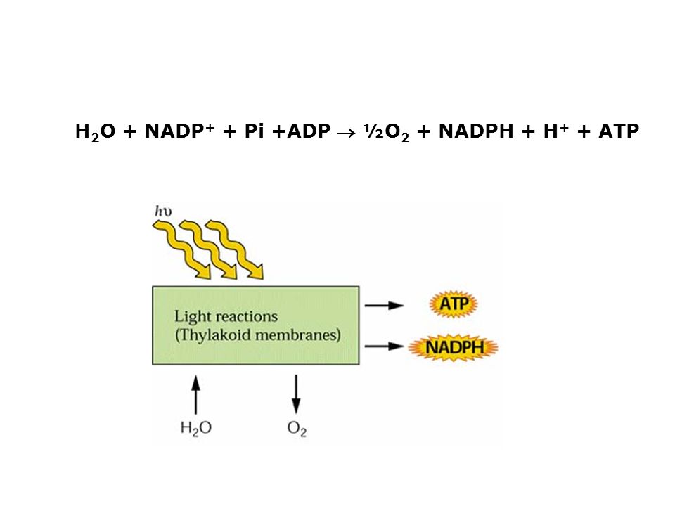 H2O + NADP+ + Pi +ADP  ½O2 + NADPH + H+ + ATP