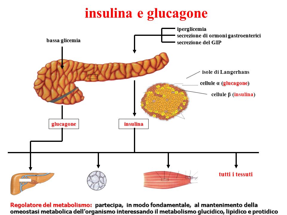 insulina e glucagone tutti i tessuti iperglicemia