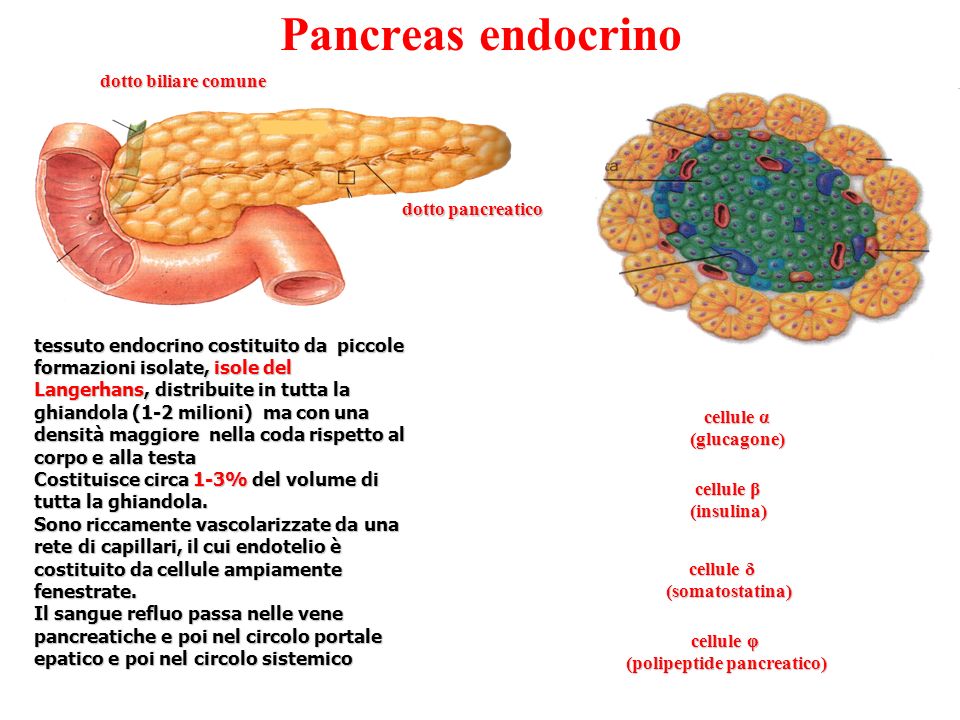 Pancreas endocrino dotto biliare comune dotto pancreatico