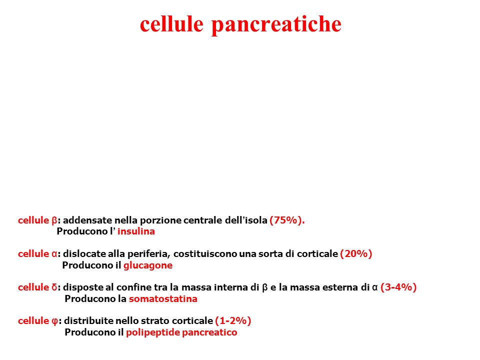 cellule pancreatiche cellule β: addensate nella porzione centrale dell’isola (75%). Producono l’ insulina.