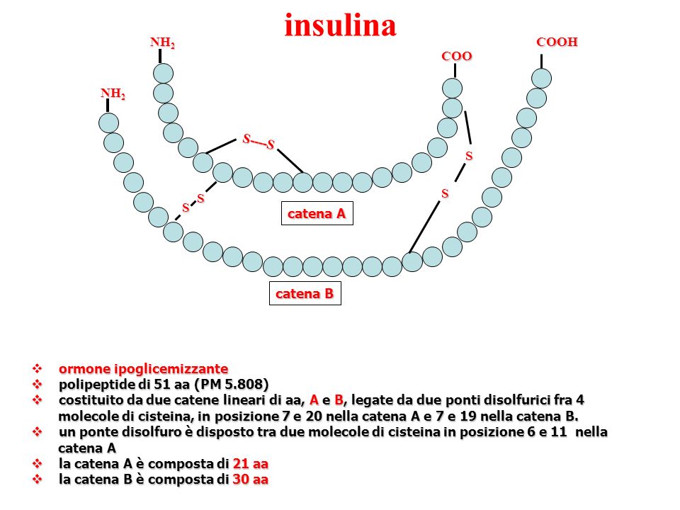 insulina COOH COO NH2 S----S S catena A catena B