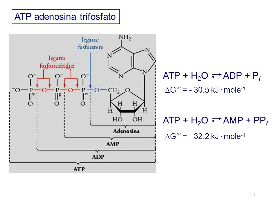 ATP adenosina trifosfato